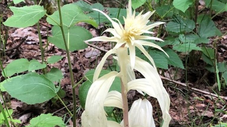 Een albino wespenorchis (foto: Alex Enneman).