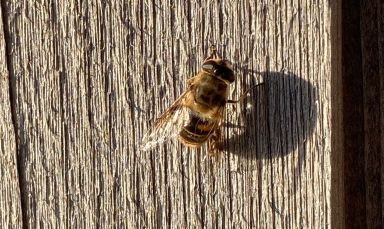 Een blinde bij (foto: Jelmer Keij).