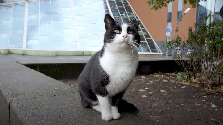 Luta in een mini-documentaire die Avans vorig jaar over de beroemde zwerfkat maakte (foto: Avans).