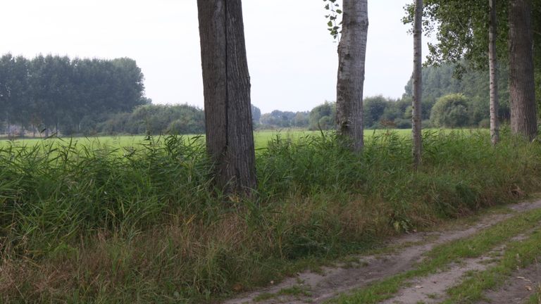 Het weiland achter deze bomen wordt straks ook een bos.