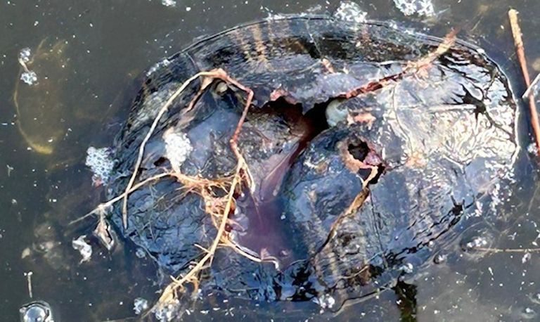 Een dode schildpad (foto: Tamara).