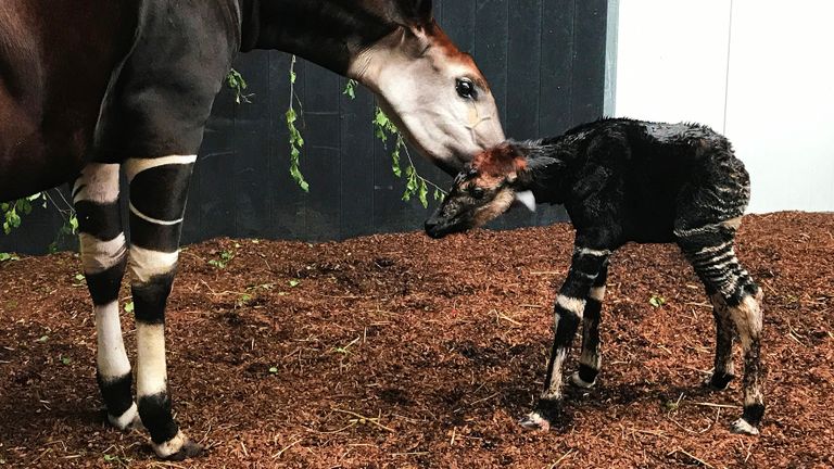 De pasgeboren Guus met zijn moeder. (Foto: Safaripark Beekse Bergen)