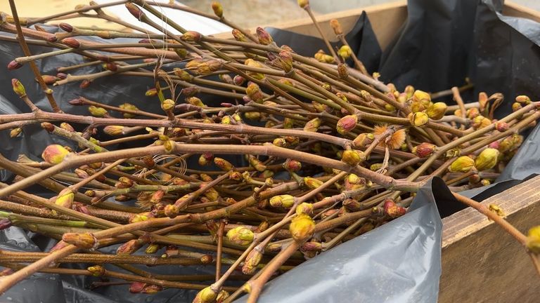 Verse twijgen die op de wereldboom geënt worden (foto: Rogier van Son).