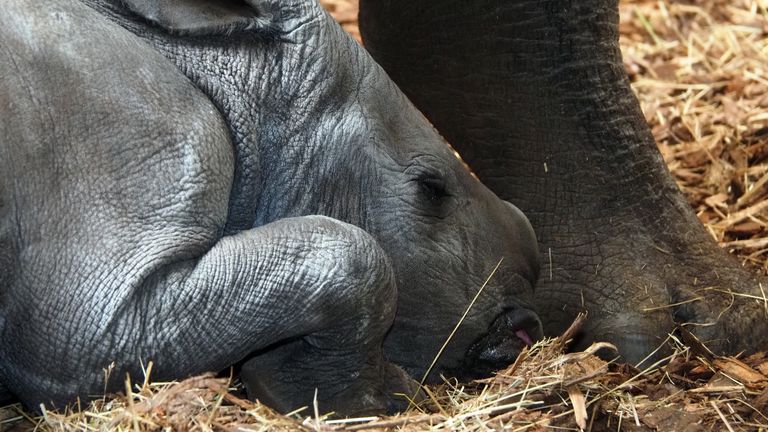 Jonge neushoorns blijven dicht bij hun moeder (foto: Beekse Bergen/Mariska van Dijk).