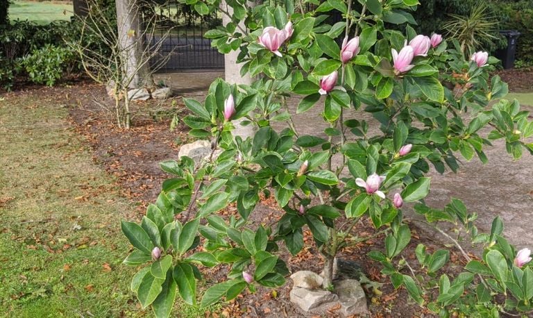De tweede bloei van de magnolia. (Foto: Jan van Opzeeland)