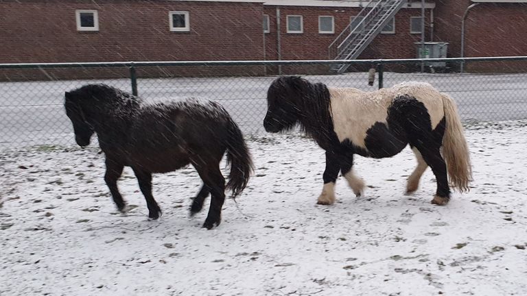 Veulen Pinkeltje en ponymoeder Queen in Biezenmortel (foto: Michelle Bosmans).