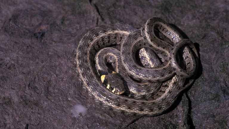 Zo ziet een ringslang eruit (foto: Edo van Uchelen via Saxifraga). 