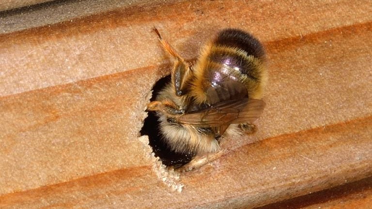 Een rosse metselbij (foto: Saxifraga/Ab H. Baas).