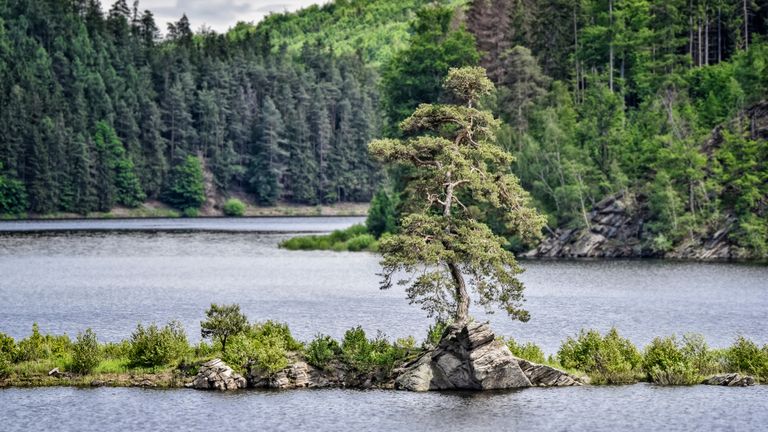 De winnende boom (Foto: Marek Olbrzymek). 