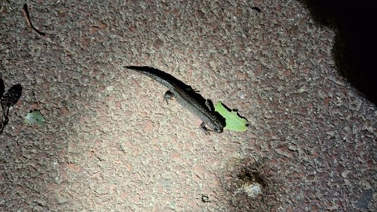 Een kleine watersalamander (foto: Rian van Rijbroek).