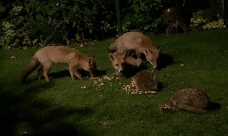 Vosjes en egels samen in de achtertuin (foto: Ton van den Bersselaar).