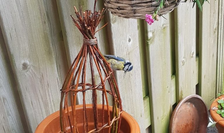 Een pimpelmees met uitzonderlijk lange snavel (foto: Jan-Hein van den Hoven).