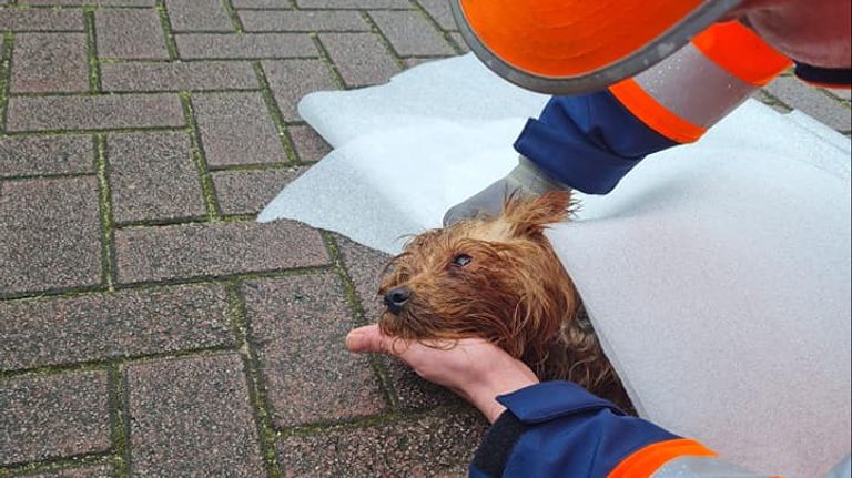 Boy bekommerde zich over het hondje nadat hij van de vrachtwagen af sprong (Foto: Dierenambulance Den Bosch) 