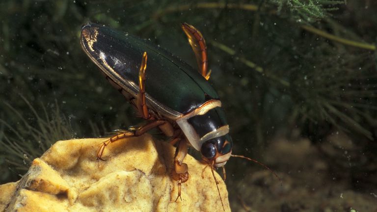 Een gewone geelgerande waterkever (foto: Saxifraga/Frits Bink).