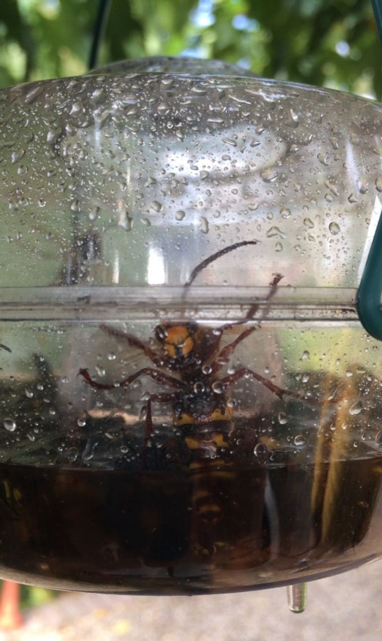 Een Europese hoornaar in een wespenval (foto: Marijke Nooijen).