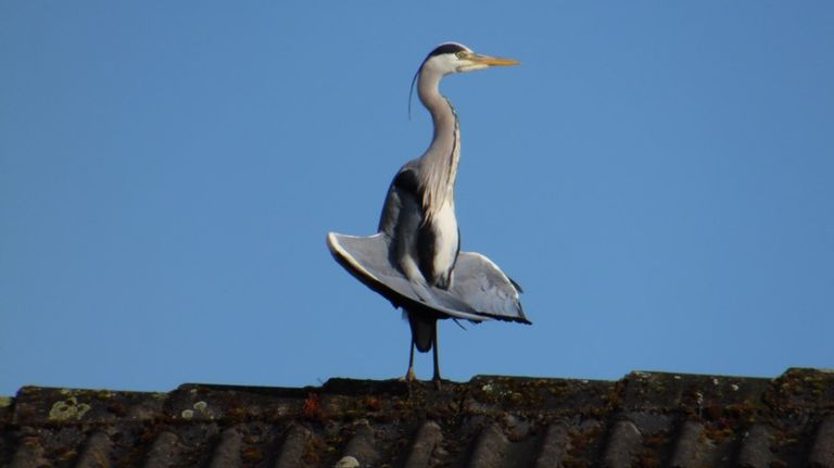 Een blauwe reiger in een speciale houding (foto: Riet van Dal).