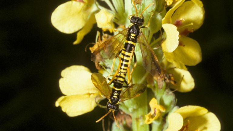 Een paring van helmkruidbladwespen (foto: Saxifraga/Pieter van Breugel).