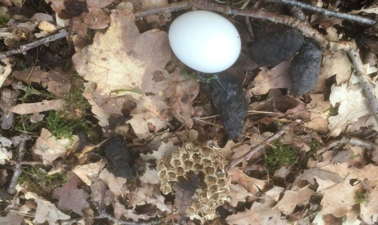 Een ei van een bosuil, braakballen en een raat van de hoornaar (foto: Ad Willemen).
