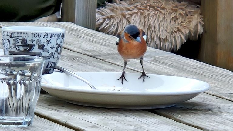 Een vinkmannetje (foto: Maurice Peters).