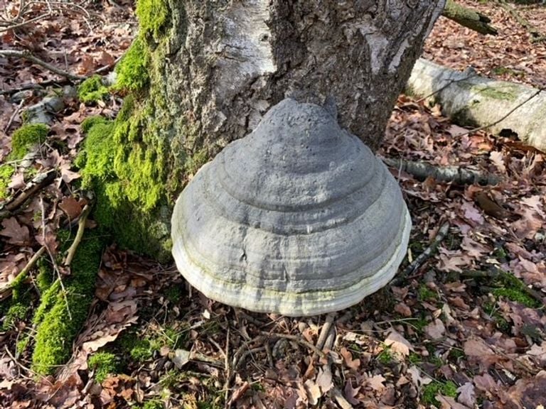 Echte tonderzwammen zijn zowel parasiet als saprofytm (foto: Gerard vd Cruys).