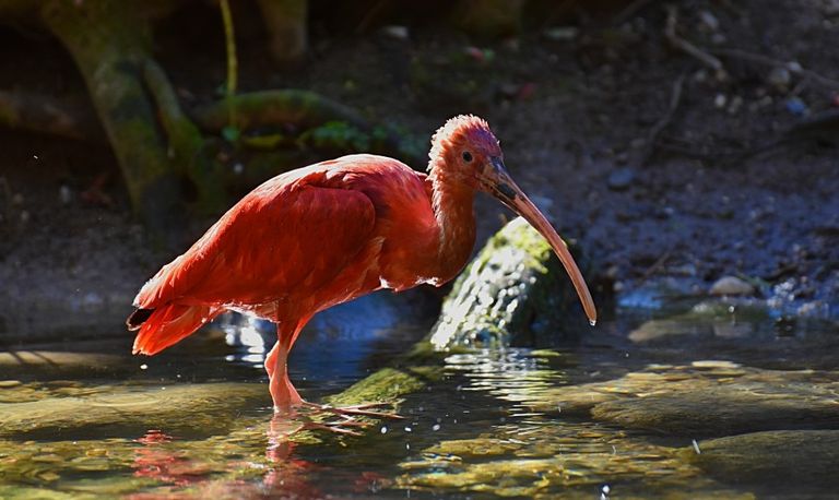 Een rode ibis (foto: Pixabay).