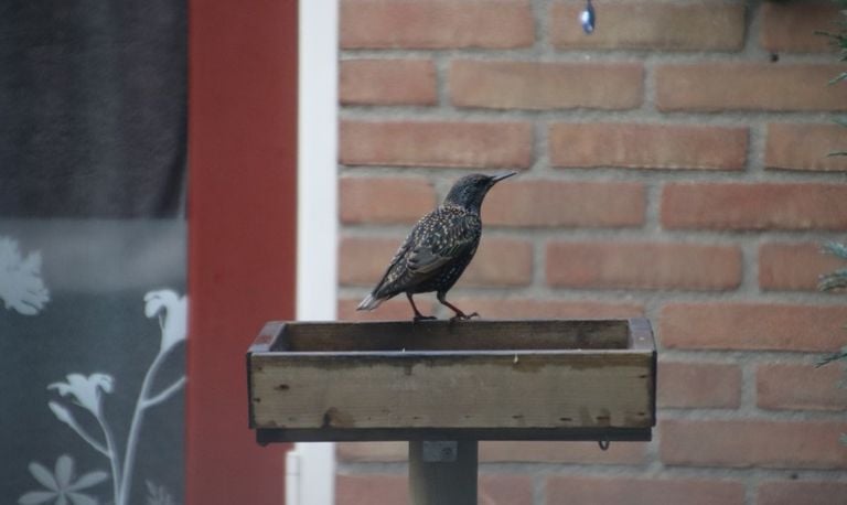 Een solo spreeuw op de voederplank bij Jacques Huismeester (foto: Jacques Huismeester).