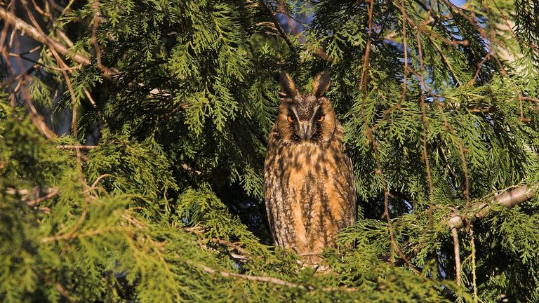 Een ransuil (foto: Saxifraga/Martin Mollet).