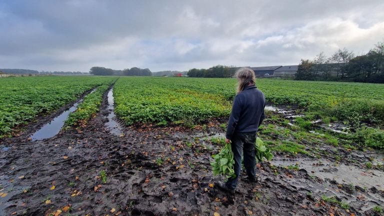 Boer Kees bij zijn sperziebonen (foto: Noël van Hooft).