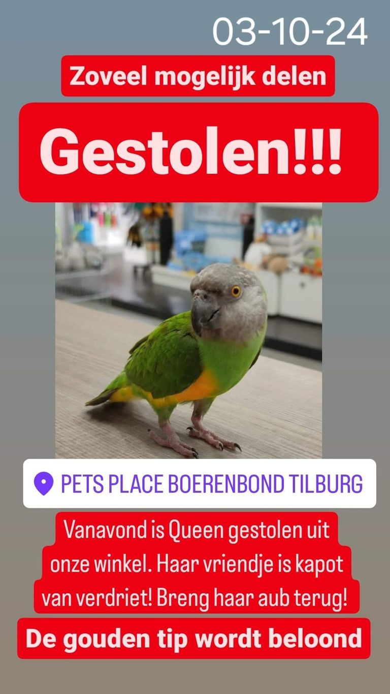 Pets Place Boerenbond Tilburg hoopt dat de gestolen vogel wordt teruggebracht (foto: Facebook Pets Place Boerenbond Tilburg).