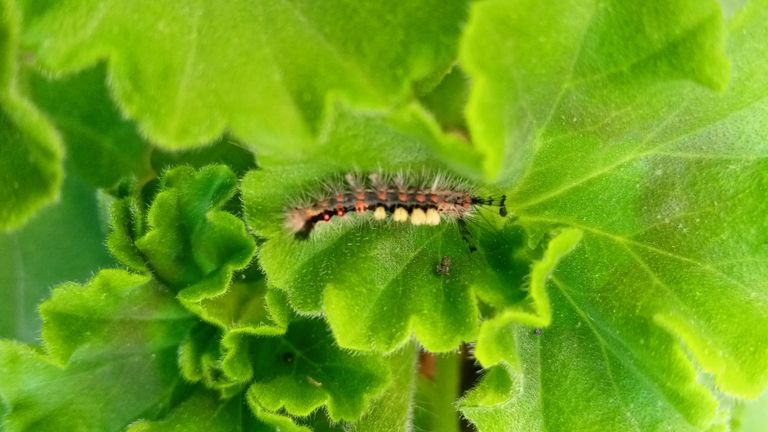 Een rups van de witvlakvlinder (foto: Linda van Hoof).