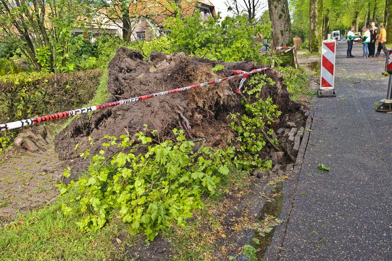 Drie bomen omgewaaid in Knegsel (foto: Rico Vogels/SQ Vision).