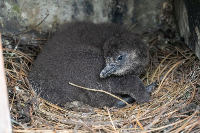 Er kropen ook vier kleine pinguïns uit hun ei (foto: ZooParc Overloon)