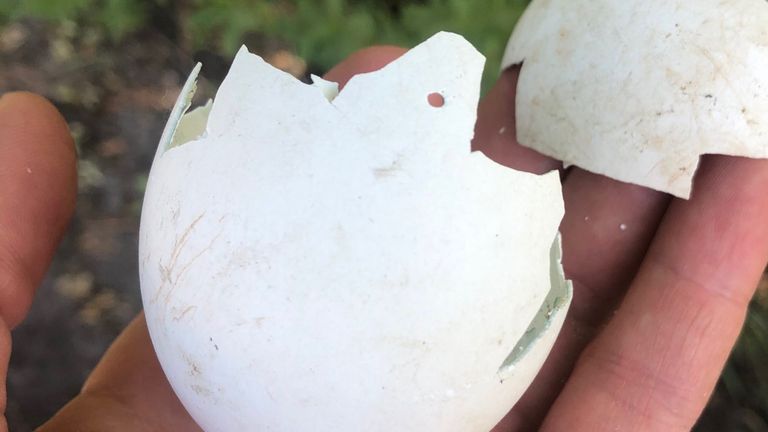 De resten van een ei van de zeearend. (Foto:Erik de Jonge)