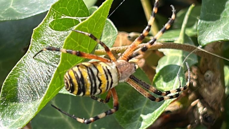 Een wespspin (foto: Maryvonne de Kok).