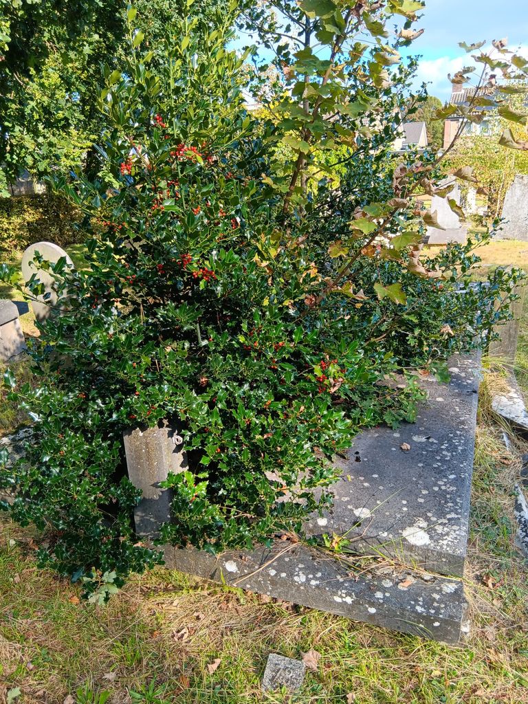 Een struik overwoekert een grafsteen (foto: Hans Molier).