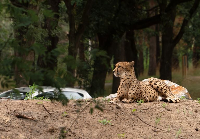 Foto: Beekse Bergen / Mariska Vermij - Van Dijk.