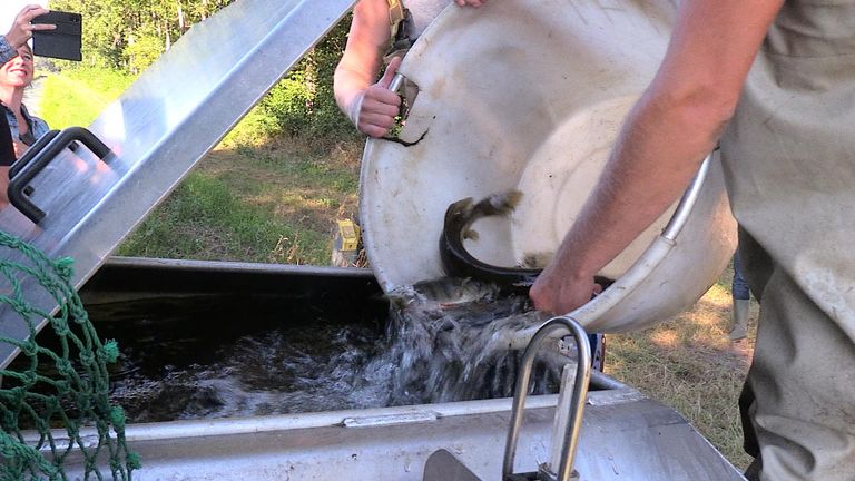 De geredde vissen gaan tijdelijk in een bak met extra zuurstof in het water (foto: Tessel Linders).