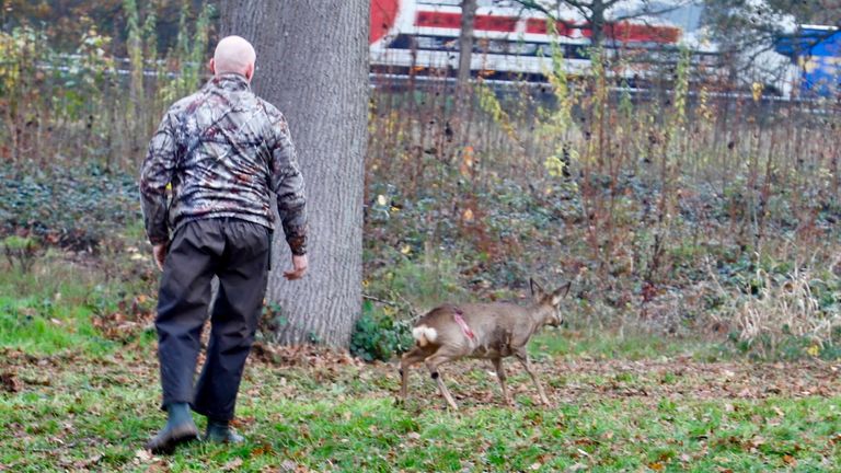 De ree werd op een veilige plek losgelaten (Foto: Saskia Kusters / SQ Vision).