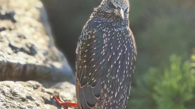 Een spreeuw (foto: Rik Wittenberg).