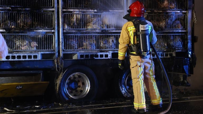 De meester kalkoenen overleefden de vrachtwagenbrand niet (foto: Sander van Gils/SQ Vision).