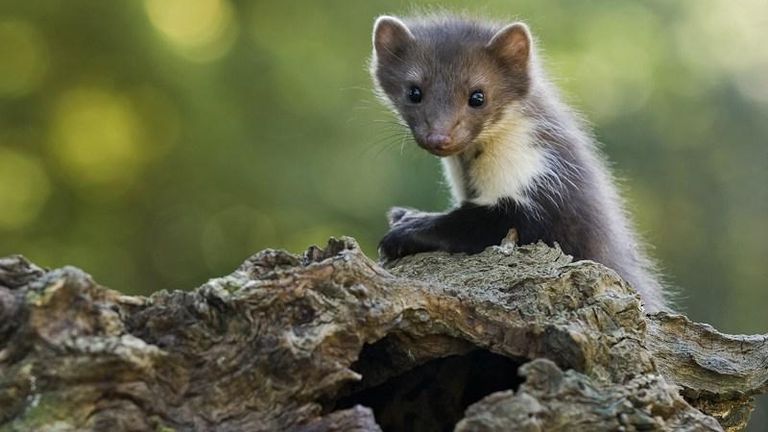 Een steenmarter (foto: Zoogdiervereniging).