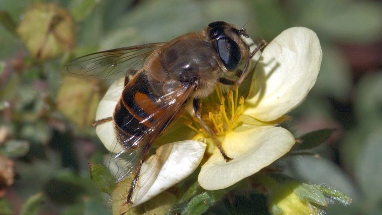 Een blinde bij (foto: Saxifraga/Ab H. Baas).