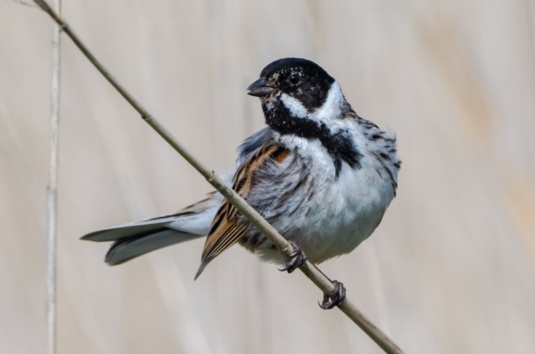 Rietgors (foto: Vogelwacht Uden/John Hermans).
