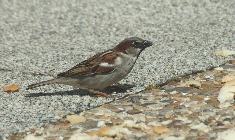 Het mannetje van de huismus (foto: Saxifraga/Jan van der Straaten).