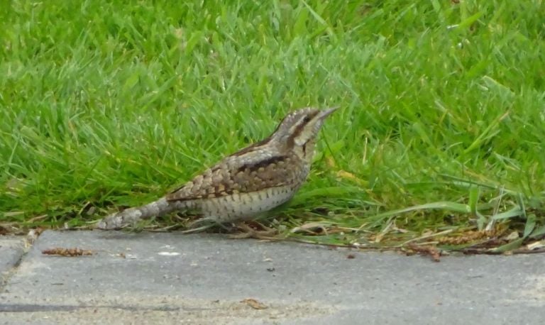 De draaihals (foto: Ton van Dongen).