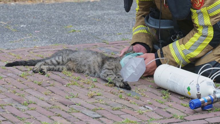 De kat moest aan de beademing. 