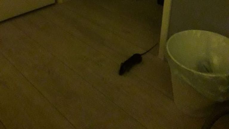 Deze rat zag Marlies op haar slaapkamer.