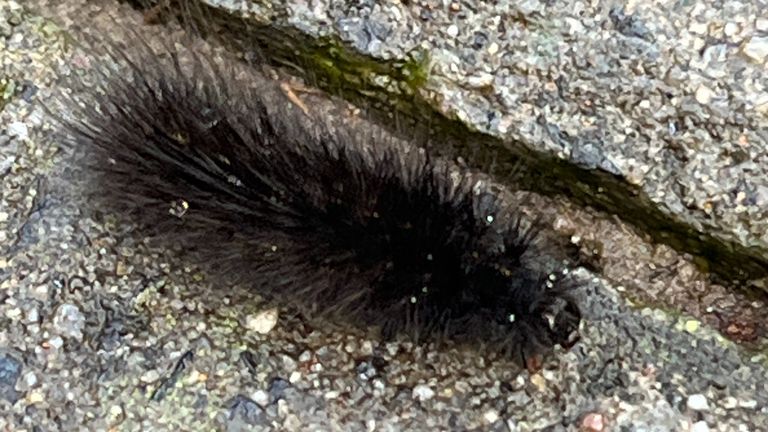 De rups van de kleine beervlinder (foto: Jos Nuijten).