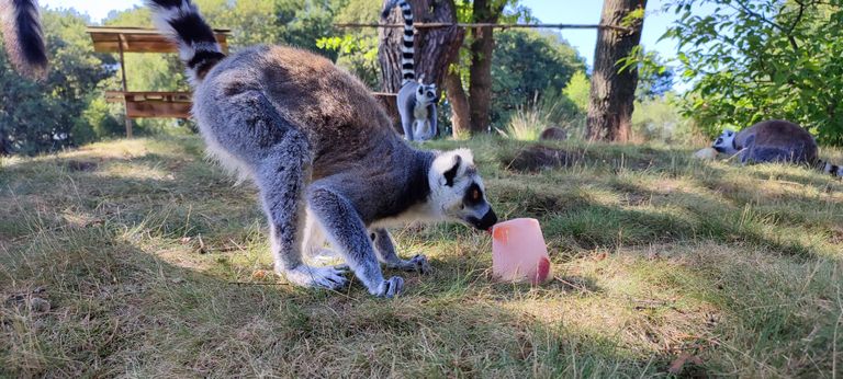 Een beetje gek maar wel lekker (foto:Beekse Bergen/Mariska Vermij - van Dijk.)