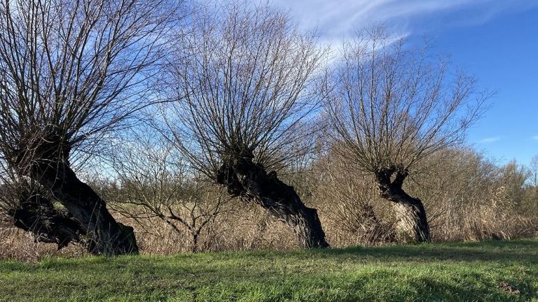 Winterwandelen door de Biesbosch (foto: Visit Brabant).